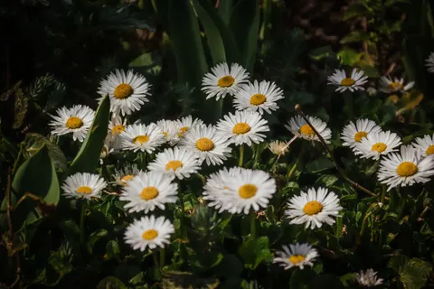 Wallpaper Ladang Bunga Aster 4K · flowers · 3840×2560