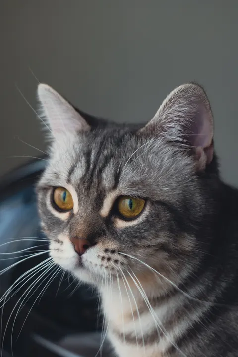 Cute Cat Phone Wallpaper · pets · 1440×2160