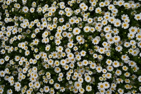 Fond d'écran Champ de marguerites 4K · flowers · 3840×2563