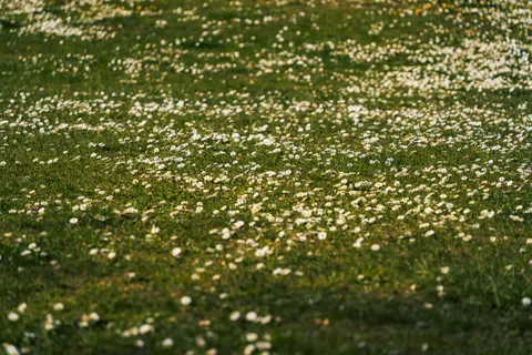 والپیپر دشت گل مروارید با کیفیت 4K · flowers · 3840×2560