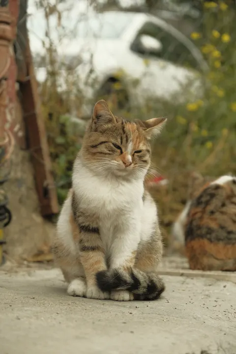 Cute Cat Phone Wallpaper · pets · 1440×2160