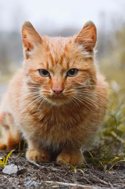 Kucing Lucu Wallpaper HP · pets · 1440×2166