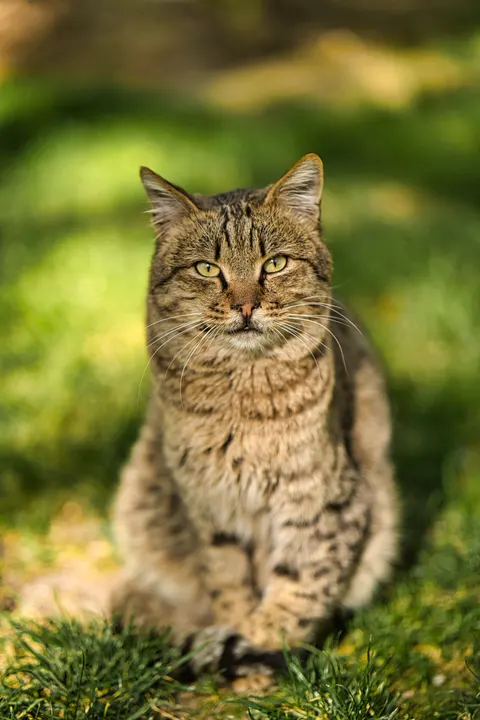 Cute Cat Phone Wallpaper · pets · 1440×2160