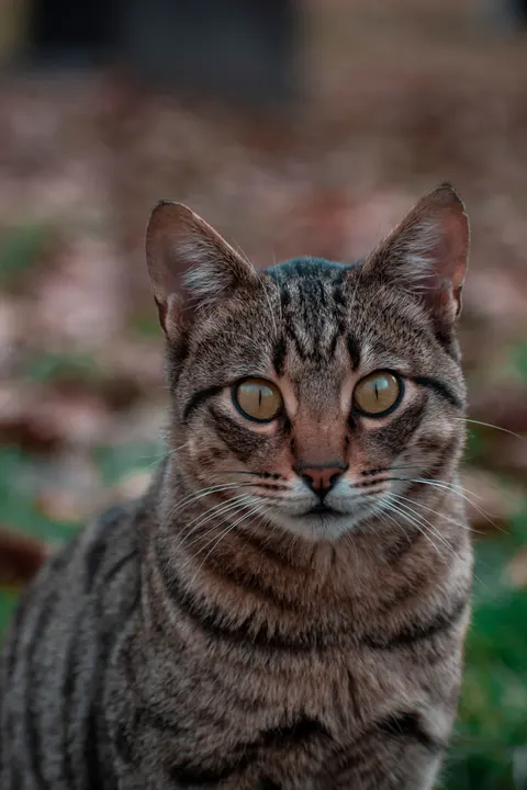 Cute Cat Phone Wallpaper · pets · 1440×2160
