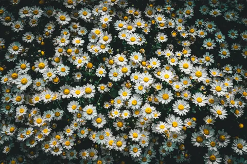 デイジー畑 4K壁紙 · flowers · 3840×2560