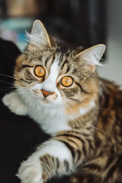 Cute Cat Phone Wallpaper · pets · 1440×2160