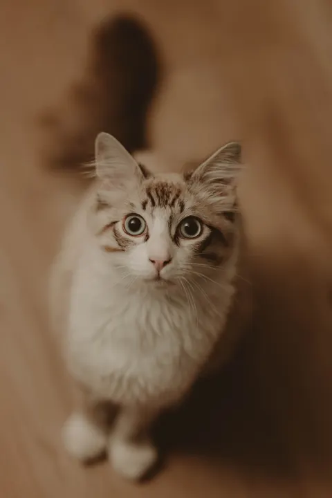 Słodki kot Tapeta na Telefon · pets · 1440×2160