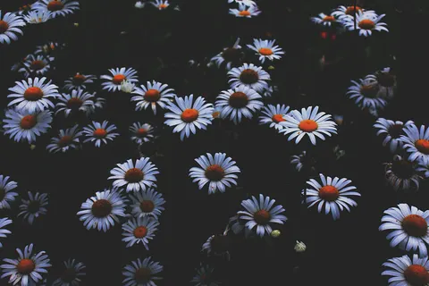 Sfondo Campo di margherite 4K · flowers · 3840×2563