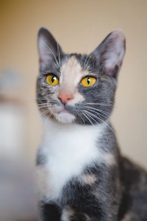 Cute Cat Phone Wallpaper · pets · 1440×2160