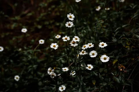 Fondo de pantalla Campo de margaritas 4K · flowers · 3840×2560