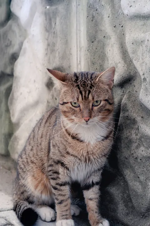 Cute Cat Phone Wallpaper · pets · 1440×2160