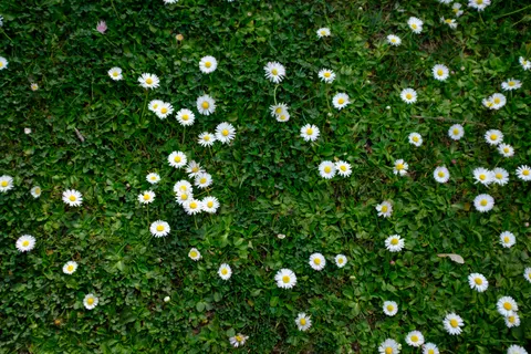 雛菊花田 4K桌布 · flowers · 3840×2560