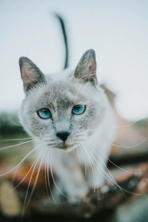 Cute Cat Phone Wallpaper · pets · 1440×2160