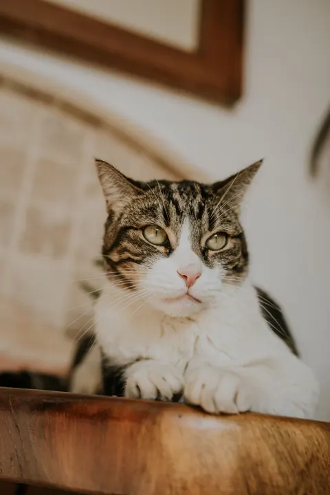 Cute Cat Phone Wallpaper · pets · 1440×2160