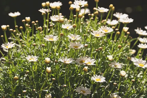 Wallpaper Ladang Bunga Aster 4K · flowers · 3840×2560
