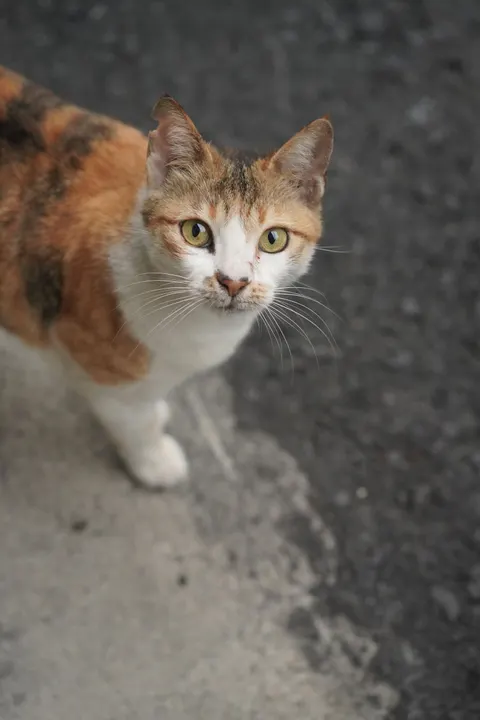 Fond d'écran mobile Chat Craquant · pets · 1440×2160