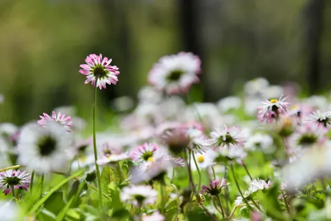 Wallpaper Ladang Bunga Aster 4K · flowers · 3840×2560