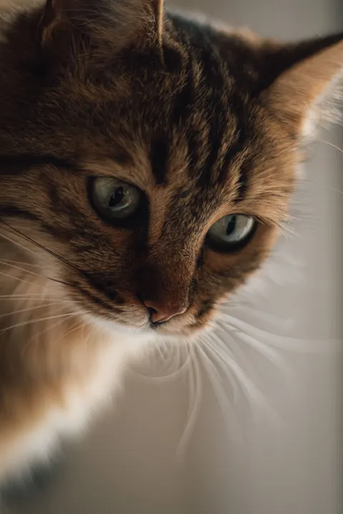 Cute Cat Phone Wallpaper · pets · 1440×2160