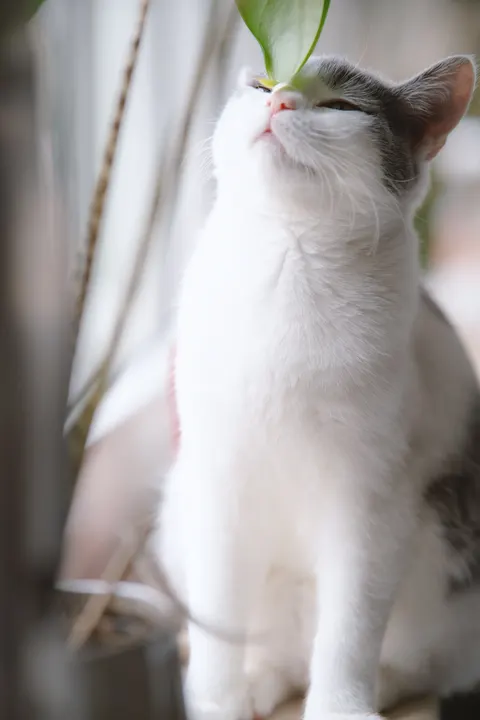 Niedliche Katze Handy-Hintergrundbild · pets · 1440×2160