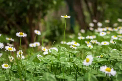 デイジー畑 4K壁紙 · flowers · 3840×2560