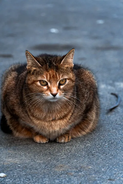 Cute Cat Phone Wallpaper · pets · 1440×2160