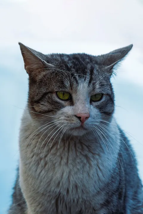 Cute Cat Phone Wallpaper · pets · 1440×2160