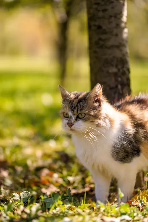 Cute Cat Phone Wallpaper · pets · 1440×2160