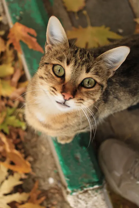 Cute Cat Phone Wallpaper · pets · 1440×2160
