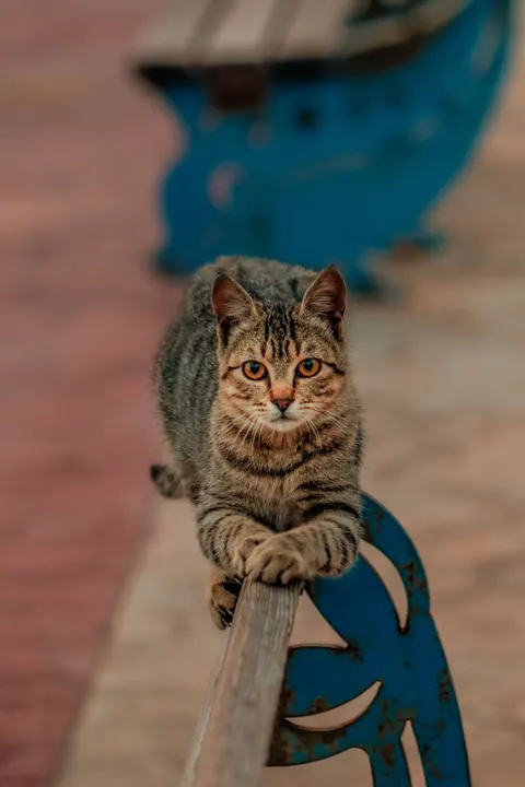Cute Cat Phone Wallpaper · pets · 1440×2160