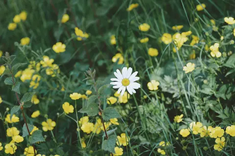 雛菊花田 4K桌布 · flowers · 3840×2560
