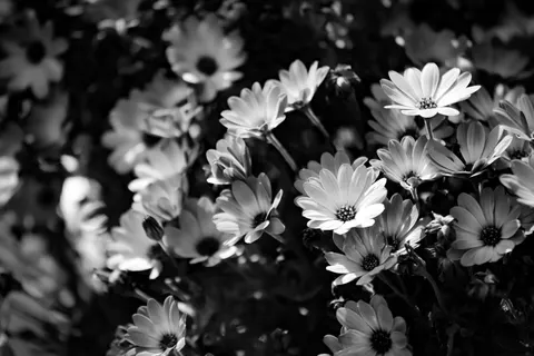 Wallpaper Ladang Bunga Aster 4K · flowers · 3840×2560