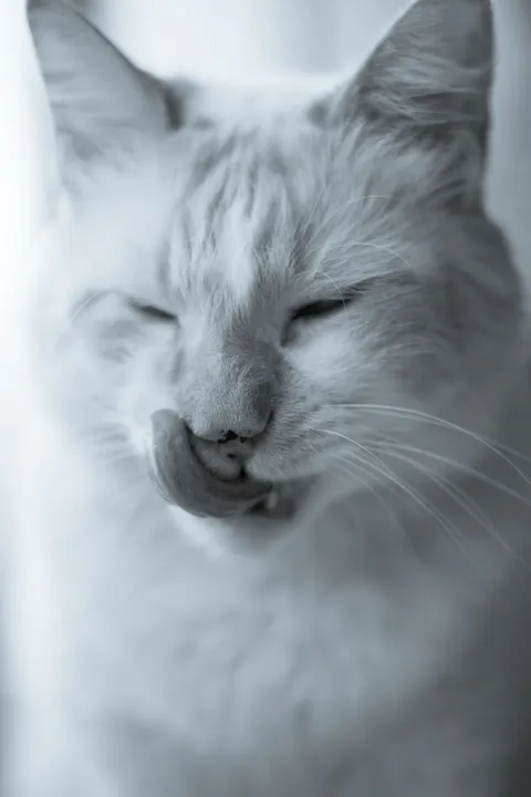 可爱猫咪 手机壁纸 · pets · 1440×2160