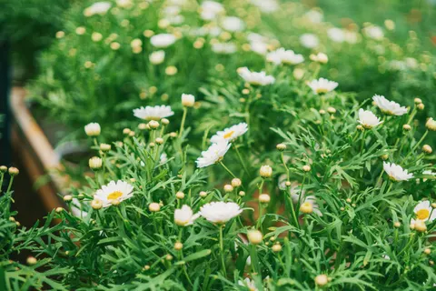 Madeliefjesveld 4K-achtergrond · flowers · 3840×2560