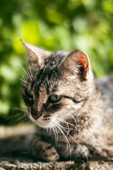 Cute Cat Phone Wallpaper · pets · 1440×2160