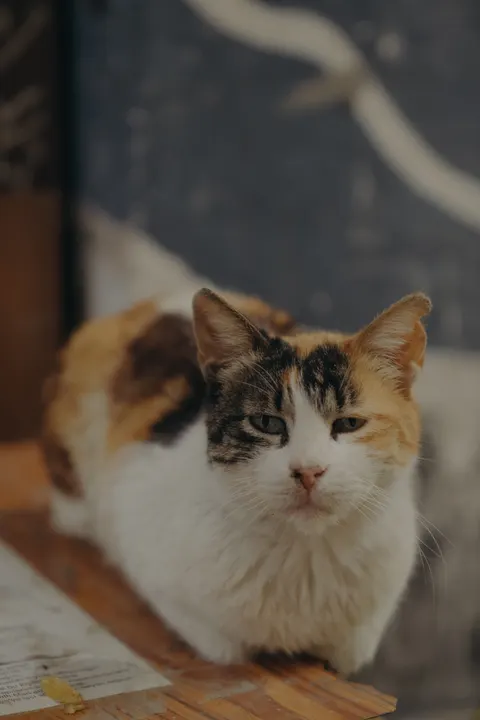 Cute Cat Phone Wallpaper · pets · 1440×2160