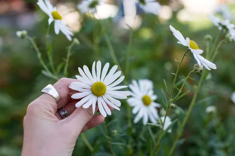 Madeliefjesveld 4K-achtergrond · flowers · 3840×2563
