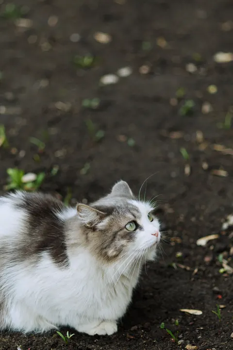 Милый кот обои для телефона · pets · 1440×2160