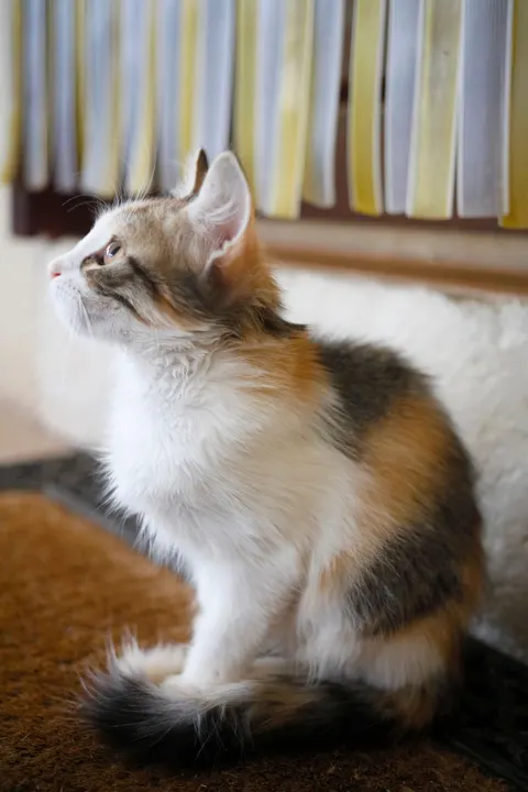 Cute Cat Phone Wallpaper · pets · 1440×2160