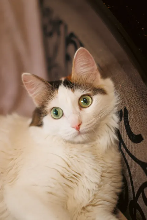 Cute Cat Phone Wallpaper · pets · 1440×2160