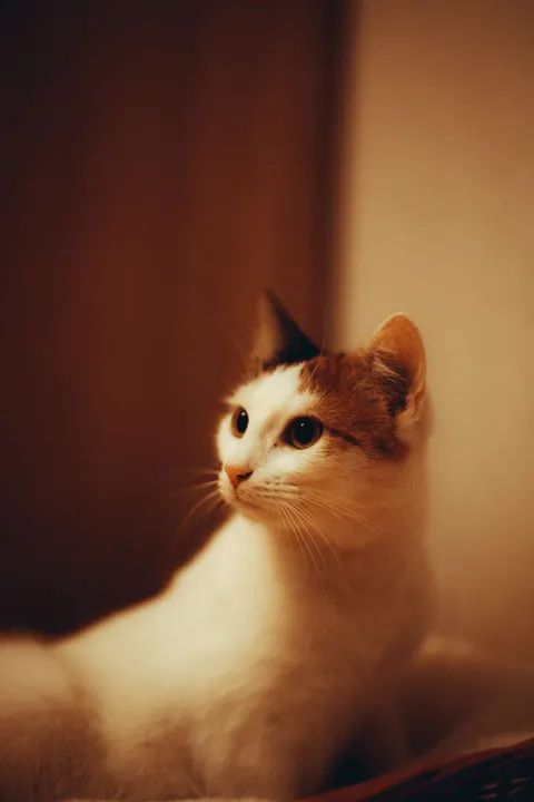 Fondo de Pantalla para Móvil Gato Tierno · pets · 1440×2159