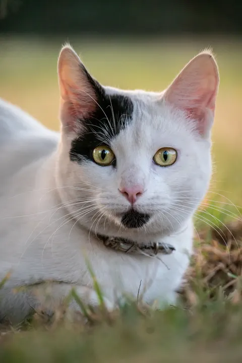Милый кот обои для телефона · pets · 1440×2160