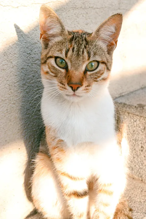 Милый кот обои для телефона · pets · 1440×2160