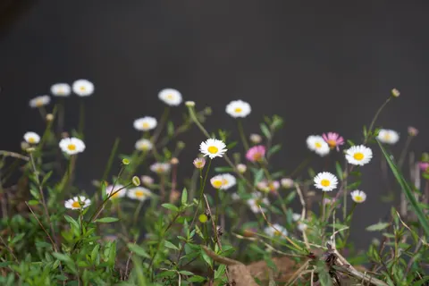 데이지 밭 4K 배경화면 · flowers · 3840×2560