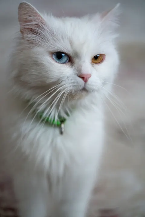 Słodki kot Tapeta na Telefon · pets · 1440×2160