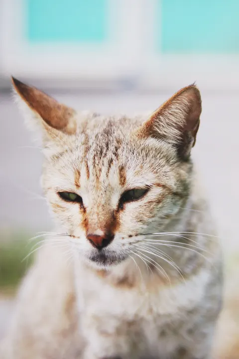 Cute Cat Phone Wallpaper · pets · 1440×2160