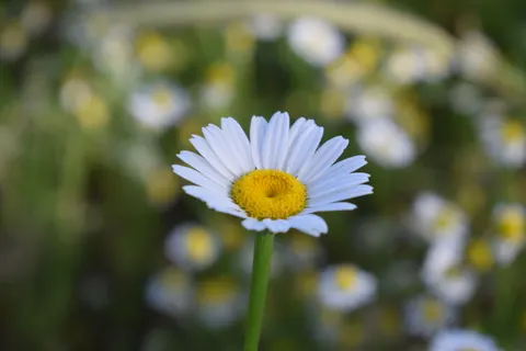 Madeliefjesveld 4K-achtergrond · flowers · 3840×2560