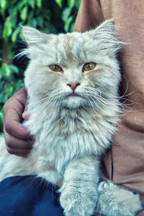 Cute Cat Phone Wallpaper · pets · 1440×2160