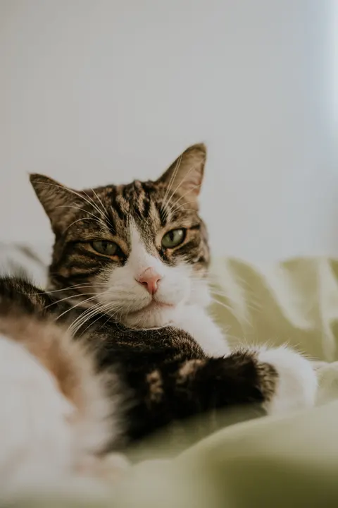 Cute Cat Phone Wallpaper · pets · 1440×2160
