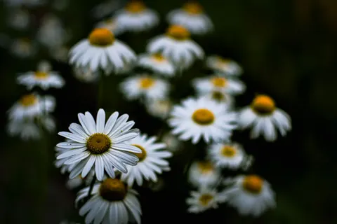 Tapeta Pole stokrotek 4K · flowers · 3840×2560