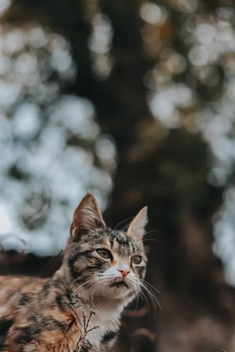 かわいい猫 スマホ壁紙 · pets · 1440×2160